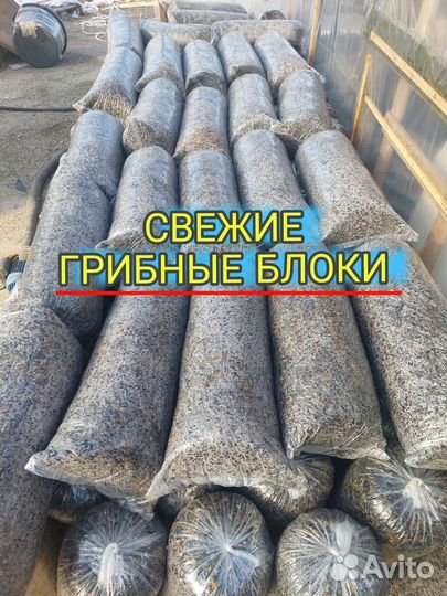 Грибные блоки вешенка
