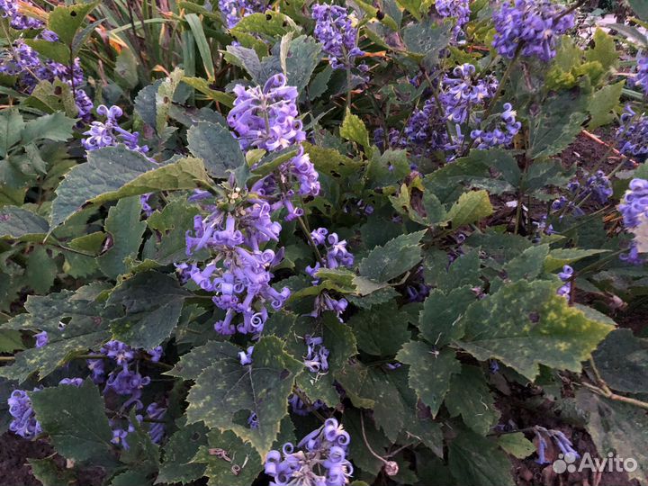 Климатис куставой голубой