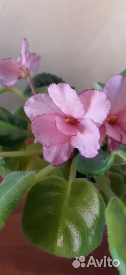 Фиалка с цветом