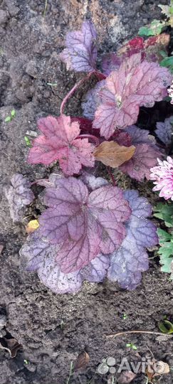 Гейхера Мраморная