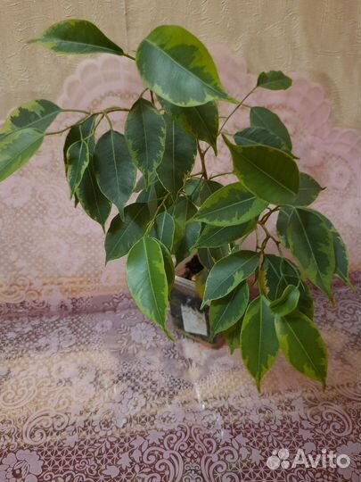 Фикус Бенджамина