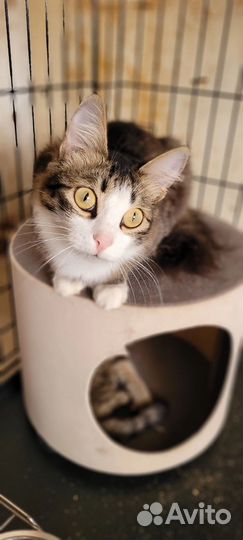 Котик лапочка