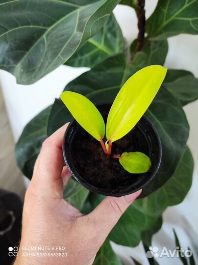 Филодендрон Малай Голд комнатные цветы