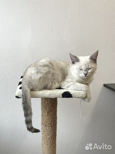 Котенок мальчик ищет дом