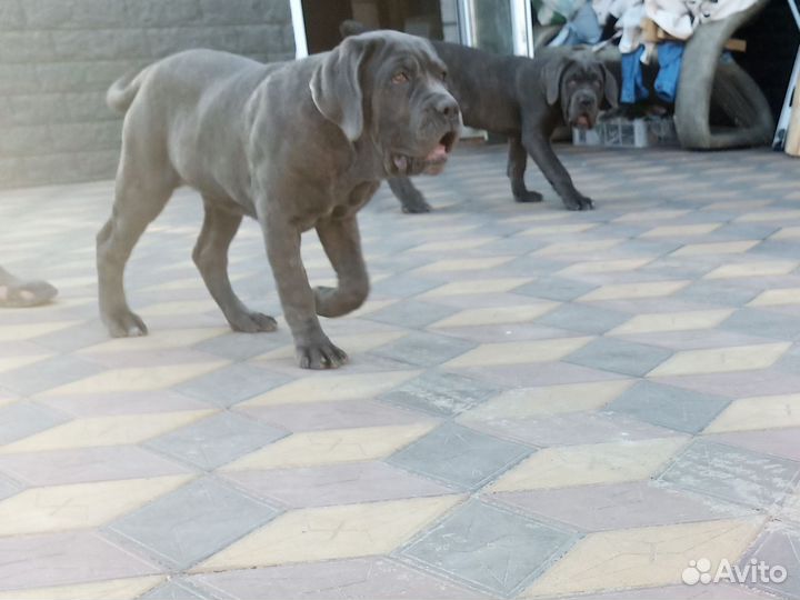 Мастино неаполитано