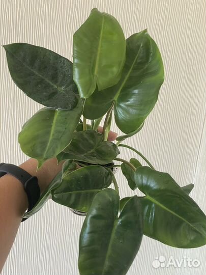 Комнатные растения #1