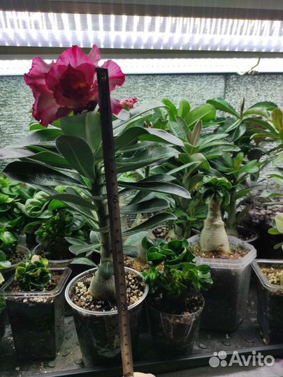 Адениум обессум