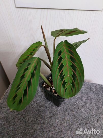 Маранта триколор