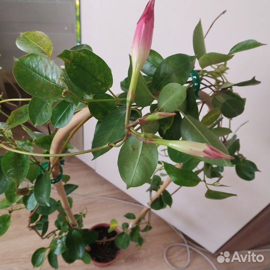 Дипладения, гревия