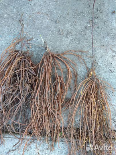 Деленки клематиса