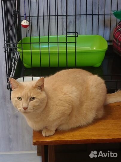 Рыжий домашний кот