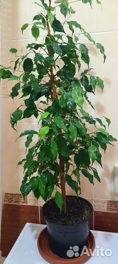 Фикусы большие