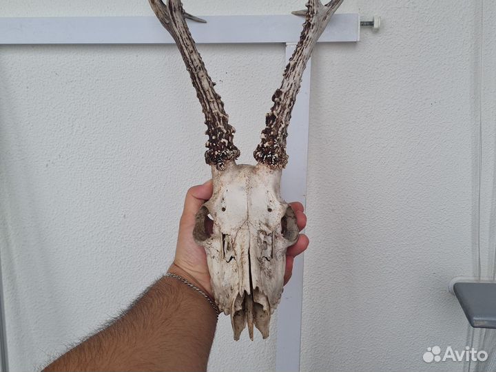 Череп косули