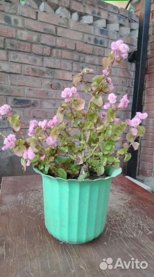 Бегония вечноцветущая махровая