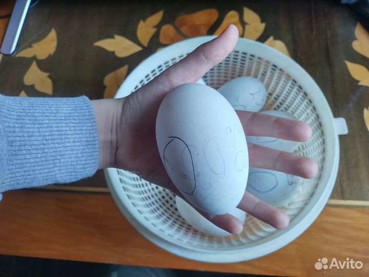 Яйцо гусиное