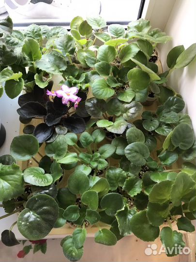 Сортовые фиалки