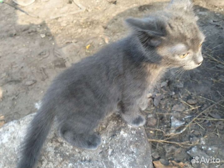 Британский котёнок бесплатно