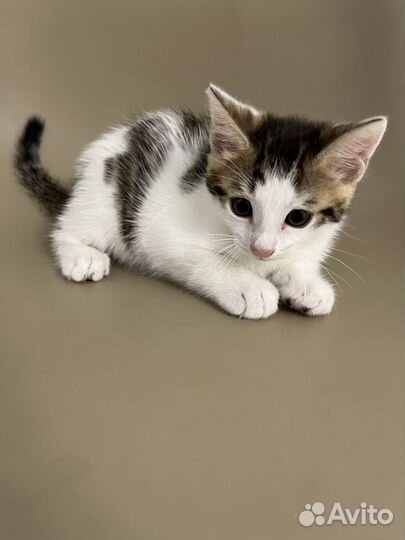 Котята в добрые руки девочка