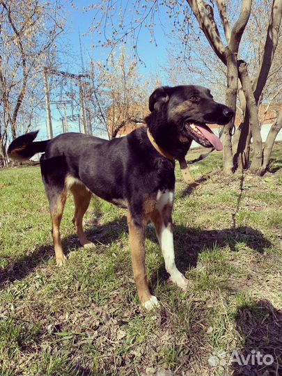 Милая собачка Гера ищет дом