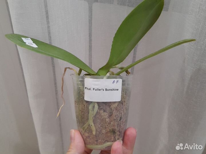 Орхидея Fullers Sunshine