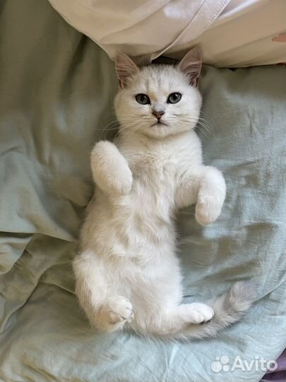 Британская серебристая шиншилла