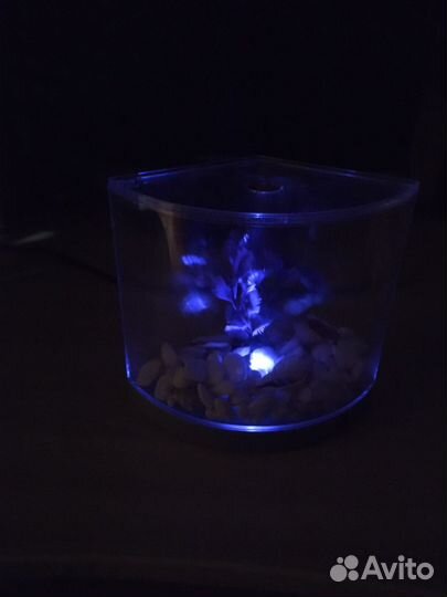 Аквариум для петушка