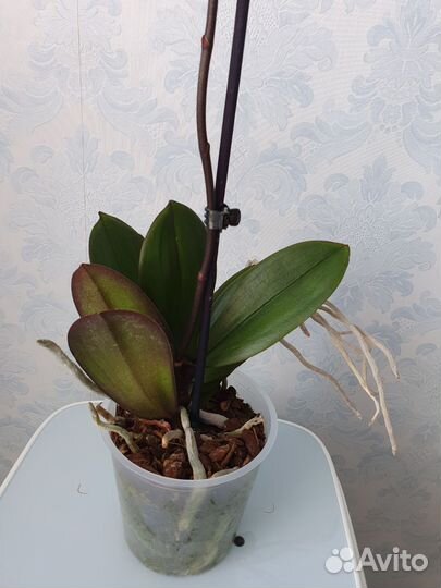 Орхидея фаленопсис биг лип