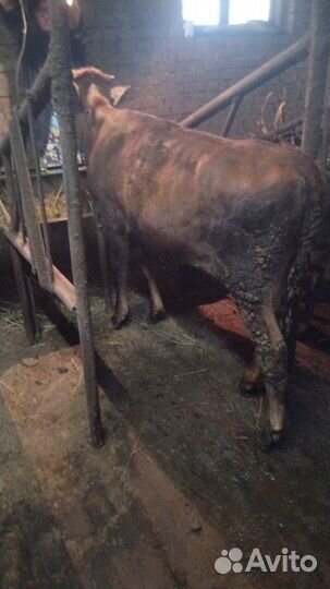 Продается крс