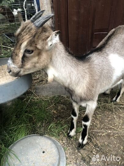 Продаётся козачка