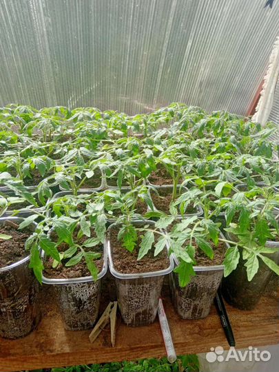 Рассада помидор лучшие сорта