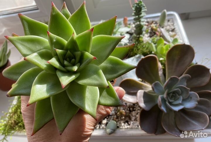 Агавовидные