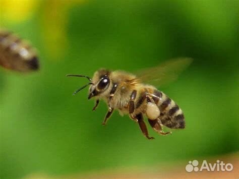 Продается ульи