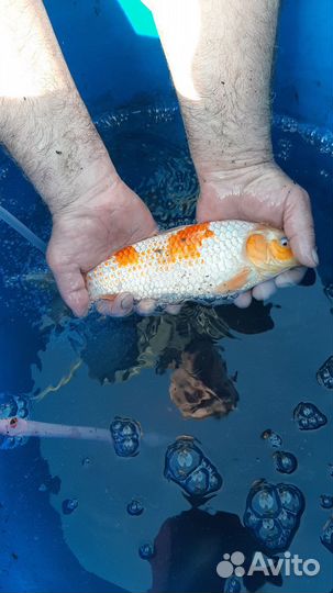 Рыбки кои кометы