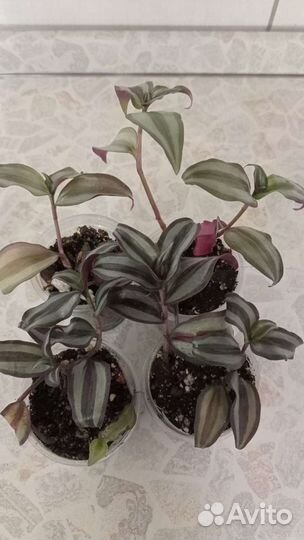 Традесканции