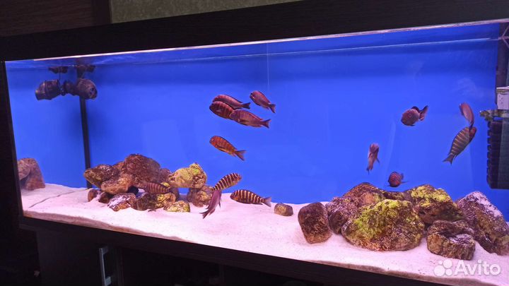 Аквариум 480 литров