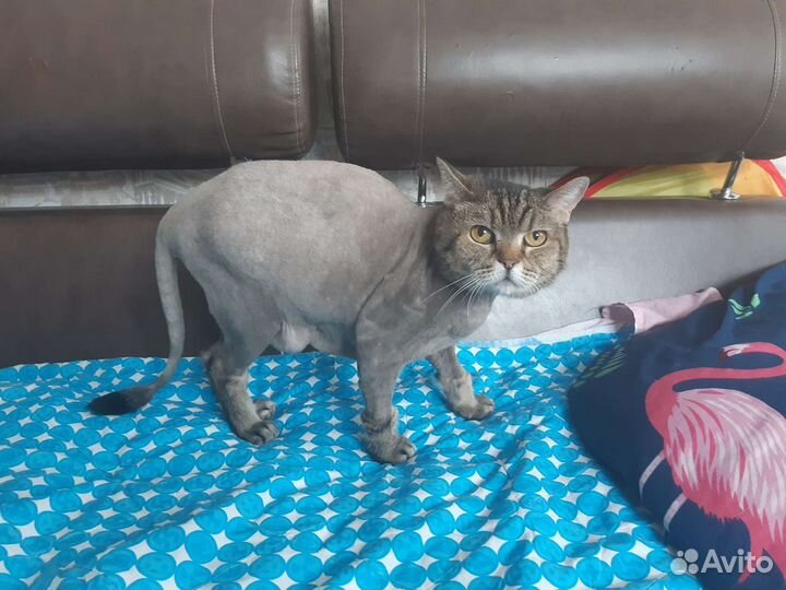 Стрижка кошек выезд на дом по черниковке