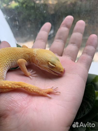 Эублефар Самка