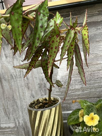 Бегония Амфиоксус