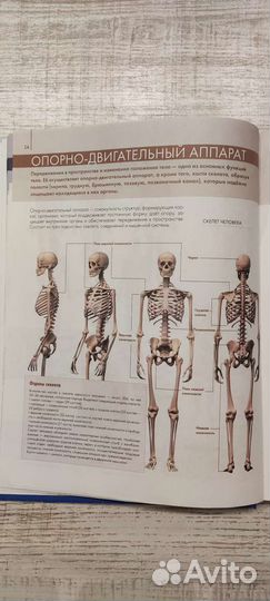 Анатомия человека (атлас)