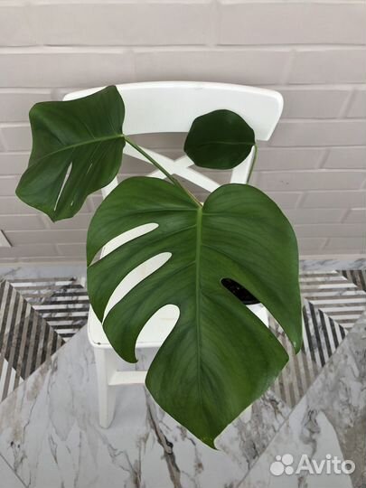 Монстера делициоза