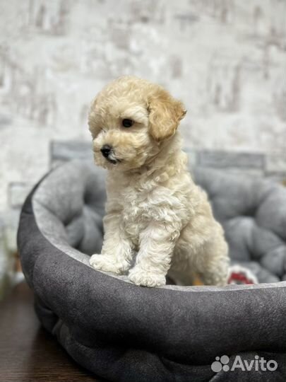 Мальтипу f1 девочка скор