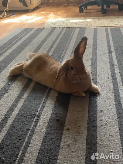 Кролик с клеткой