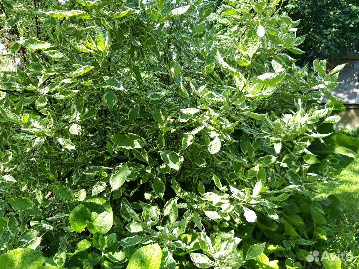 Дерен белоокаймленный кустики отростки