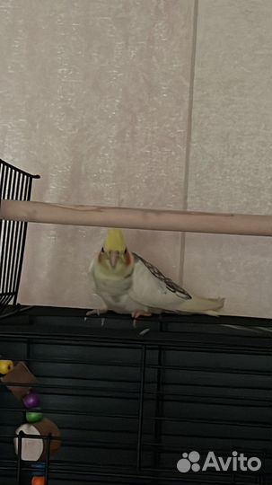 Попугай корелла и какарик