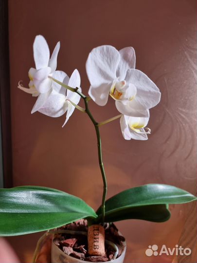 Орхидея фаленопсис