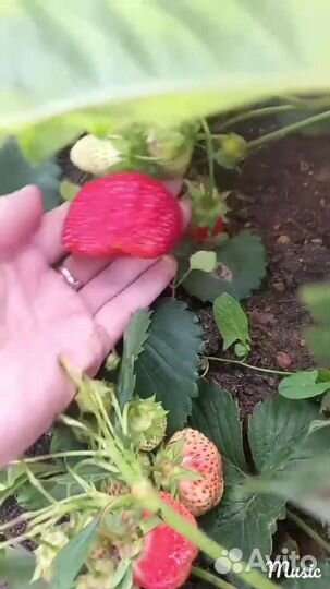 Саженцы клубники