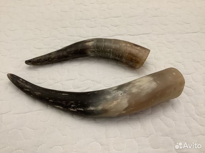 Рог коровий