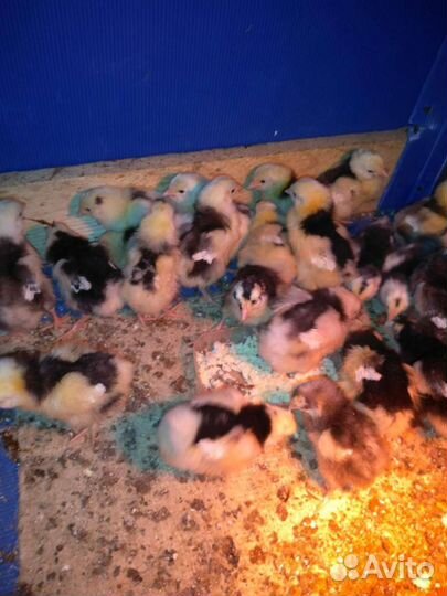 Инкубационные яйца Пушкинские, Кучинские