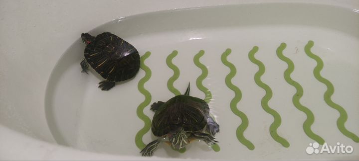 Красноухая черепаха с аквариумом