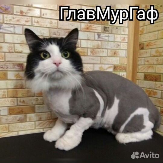 Стрижка кошки кота за 15 мин. Вычëсывание